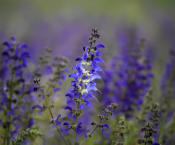Wiesensalbei