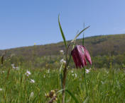 Schachblume
