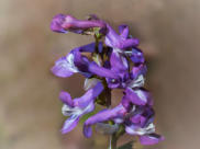 Lerchensporn