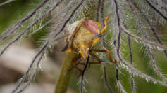 Blattwanze