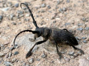 Weberbock