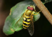 Große Schwebfliege
