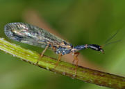 Kamelhalsfliege