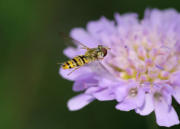 Hainschwebfliege