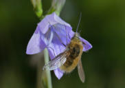 Wollschweber