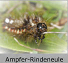 Ampfer-Rindeneule