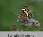 Sommer-Landkärtchen