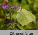 Zitronenfalter