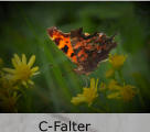 C-Falter