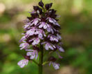 Purpurknabenkraut