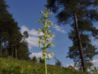 Waldhyazinthe