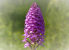 Pyramidenorchis