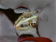 Wasserfrosch