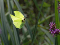 Flugbild Zitronenfalter