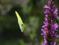 Flugbild Zitronenfalter