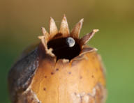 Mohnsamen an Spinnfaden