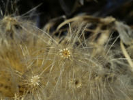 Silberdistel - Samen