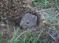 Feldmaus