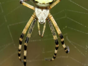 Wespenspinne Portrait