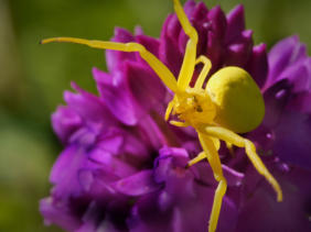 Gelbe Krabbenspinne