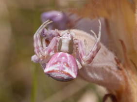 Seltene violette Dreiecks-Krabbenspinne