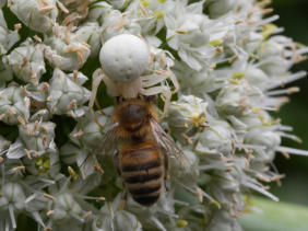Weiße Krabbenspinne mit Biene als Beute