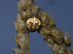 Kreuzspinne