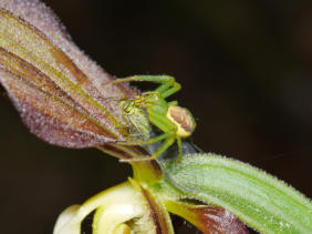 Grüne Krabbenspinne mit Beute