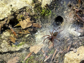 Trichterspinne