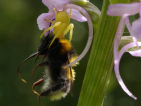 Gelbe Krabbenspinne mit Hummel als Beute