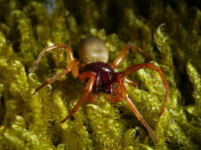 Dornfinger-Spinne