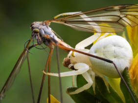 Weiße Krabbenspinne mit Schnake als Beute