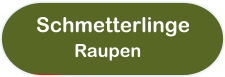 Schmetterlinge Raupen