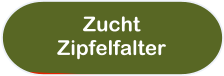 Zucht Zipfelfalter
